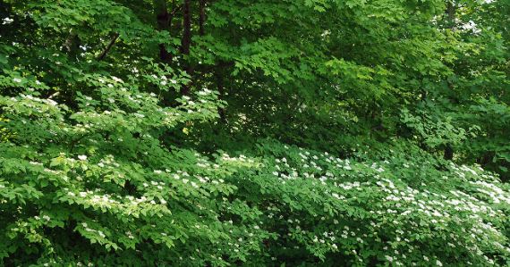 dogwood shrub