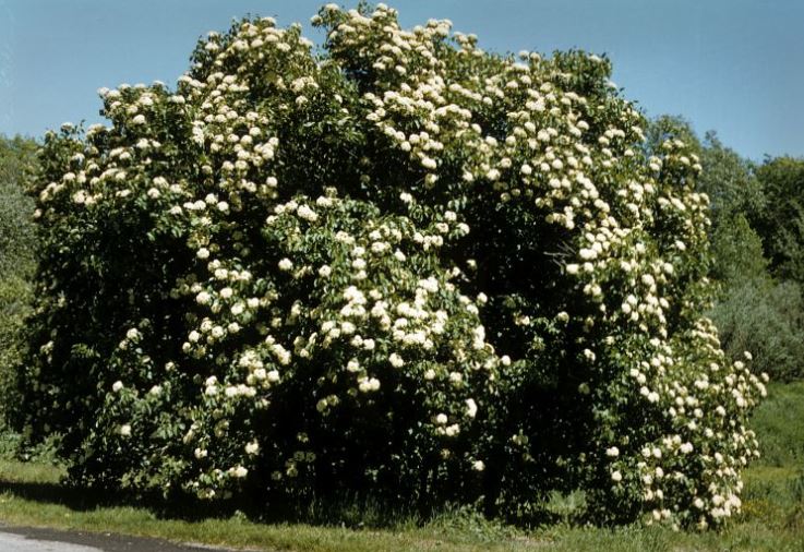 nannyberry shrub